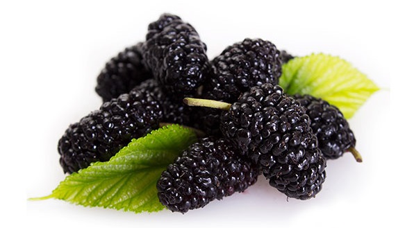 شیره توت سیاه ارگانیک برای صادرات به ترکیه