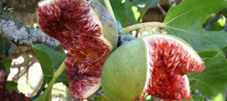 شیره انجیر ارزان قیمت درجه یک تولید ایران