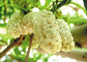 خرید شیره توت سفید در مشهد